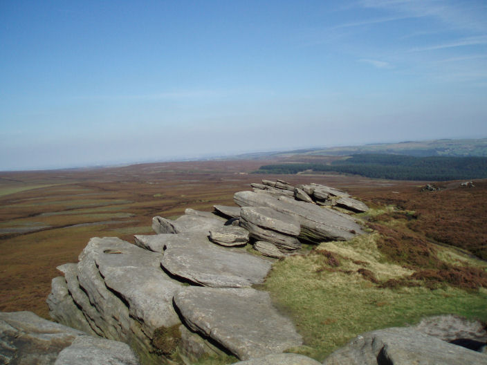 Brogging Moss Brogging Moss